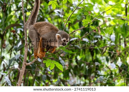 Guianan squirrel monkey, Saimiri sciureus at the sloth path on the Jari Canal at Alter do Chao, Santarem, Para State, Brazil. Squirrel monkeys are New World monkeys of the genus Saimiri.