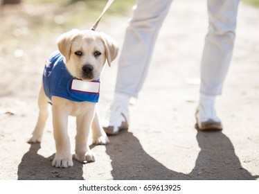 guide dog - Shutterstock ID 659613925