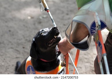 A Guide Dog For Blind People Is Looking At His Owner