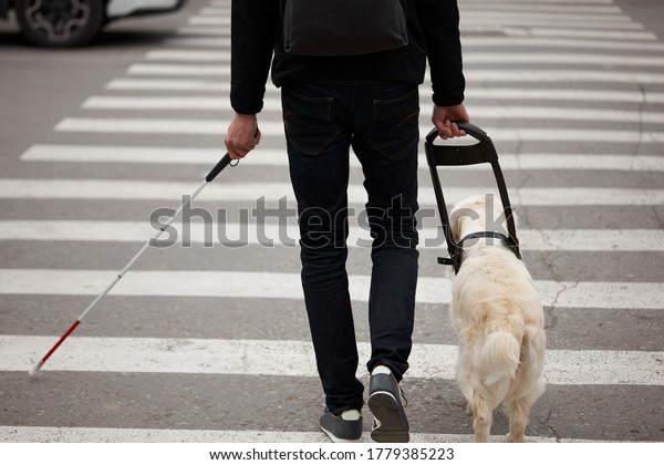 guide dog golden retriever helping young\
blind person with long cane walking in city. smart animal take care\
of owner, love him, dog is best\
friend