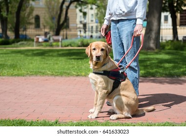 Guide dog is helping a blind man in the city