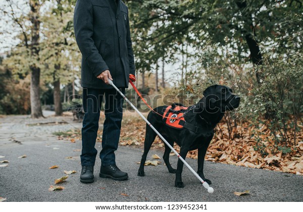 Guide dog helping blind\
man in park.
