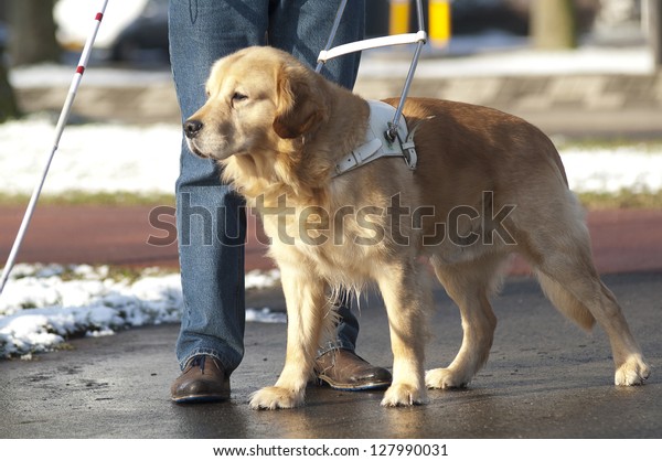 Guide dog is helping a blind\
man.