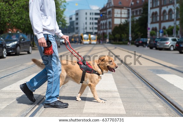 Guide dog is\
helping a blind man in the\
city