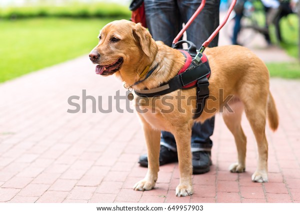 Guide dog is\
helping a blind man in the\
city