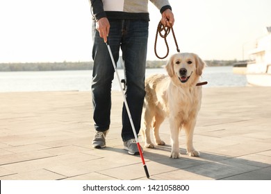 Guide Dog Helping Blind Person With Long Cane Walking In City