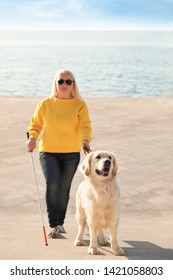 Guide Dog Helping Blind Person With Long Cane Going Up Stairs Outdoors