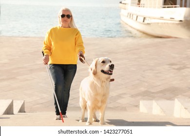 Guide Dog Helping Blind Person With Long Cane Going Up Stairs Outdoors