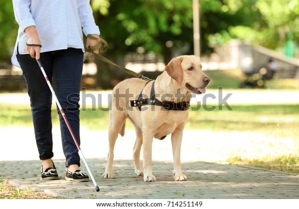 Guide dog helping blind\
woman in park