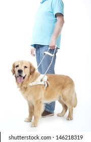 Guide Dog Isolated On White