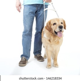 Guide Dog Isolated On White