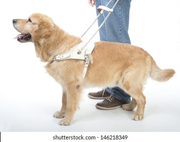 Guide Dog Isolated On White