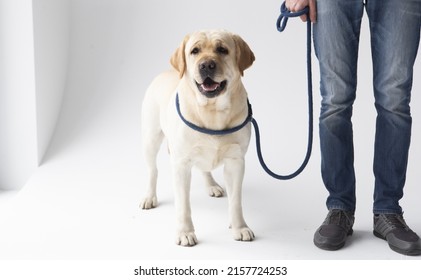 Guide Dog Isolated On White