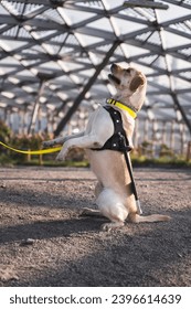 A guide dog Labrador performs the “bunny” command of its blind owner in the greenhouse