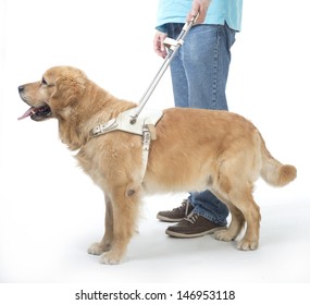 Guide Dog And Man Isolated On White