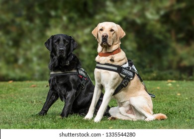 Guide dogs, Labrador Retrievers, 7 and 2 years old, in park - Shutterstock ID 1335544280