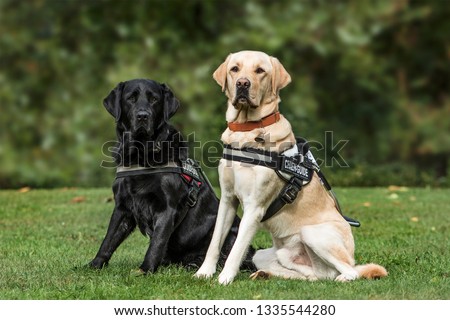 Guide dogs, Labrador Retrievers, 7 and 2 years old, in park