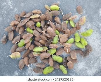 Guilandina bonduc or nuckernut seed on ground background.