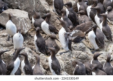 Guillemot or Common Murre birds on Harp Rock, Isle of Lunga, Scotland, UK. A very large flock forms here in the breeding season - Shutterstock ID 2241530149