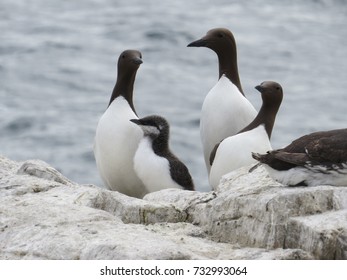 110 Guillemot family Images, Stock Photos & Vectors | Shutterstock