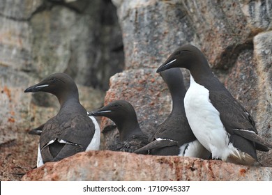 110 Guillemot family Images, Stock Photos & Vectors | Shutterstock