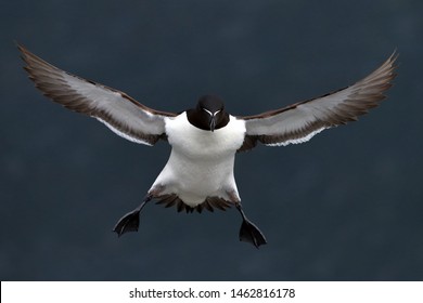 Guillemot