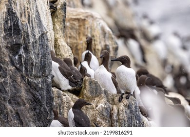 Guillemots In A Colony. Guillemot Is The Common Name For Several Species Of Seabird In The Alcidae Or Auk Family