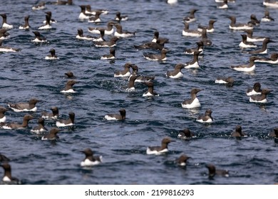 Guillemots In A Colony. Guillemot Is The Common Name For Several Species Of Seabird In The Alcidae Or Auk Family