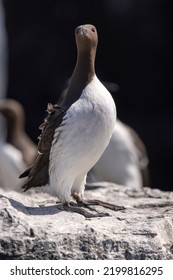 Guillemots In A Colony. Guillemot Is The Common Name For Several Species Of Seabird In The Alcidae Or Auk Family