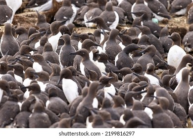 Guillemots In A Colony. Guillemot Is The Common Name For Several Species Of Seabird In The Alcidae Or Auk Family