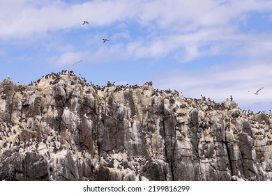 Guillemots In A Colony. Guillemot Is The Common Name For Several Species Of Seabird In The Alcidae Or Auk Family