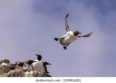 Guillemots In A Colony. Guillemot Is The Common Name For Several Species Of Seabird In The Alcidae Or Auk Family