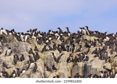 Guillemots In A Colony. Guillemot Is The Common Name For Several Species Of Seabird In The Alcidae Or Auk Family