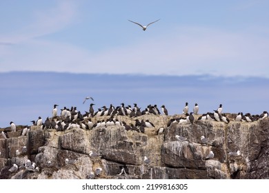 Guillemots In A Colony. Guillemot Is The Common Name For Several Species Of Seabird In The Alcidae Or Auk Family