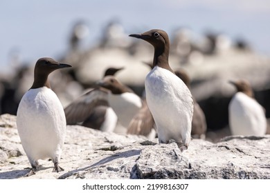 Guillemots In A Colony. Guillemot Is The Common Name For Several Species Of Seabird In The Alcidae Or Auk Family