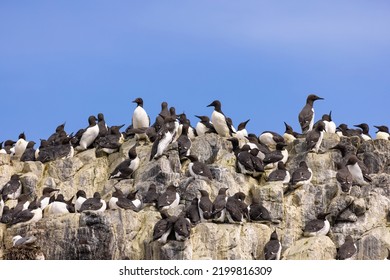 Guillemots In A Colony. Guillemot Is The Common Name For Several Species Of Seabird In The Alcidae Or Auk Family