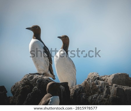 Guillemots Nesting on the Rocky Cliffs of the Farne Islands, Northumberland, in Bright July Coastal Light