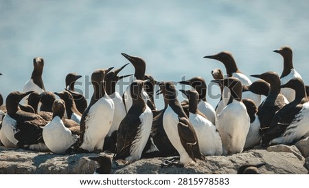 Guillemots Nesting on the Rocky Cliffs of the Farne Islands, Northumberland, in Bright July Coastal Light