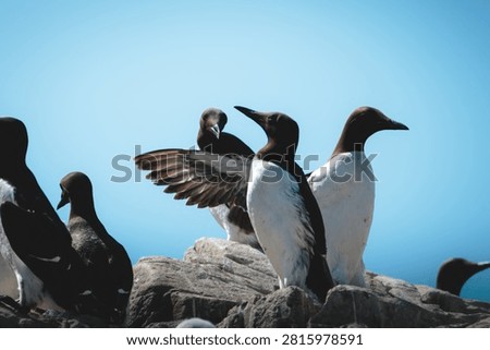 Guillemots Nesting on the Rocky Cliffs of the Farne Islands, Northumberland, in Bright July Coastal Light