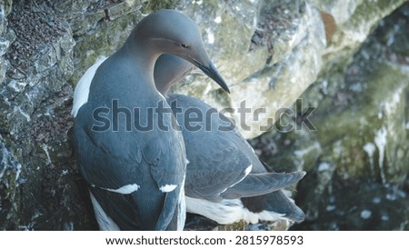 Guillemots Nesting on the Rocky Cliffs of the Farne Islands, Northumberland, in Bright July Coastal Light