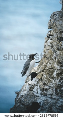 Guillemots Nesting on the Rocky Cliffs of the Farne Islands, Northumberland, in Bright July Coastal Light