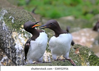 The Guillemots (Uria aalge) on eaves. Love of animals. Mating behavior and courting partner before sexual intercourse. Commander Islands. Kamchatka, Pacific ocean