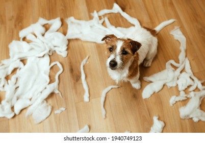 The Guilty Dog Destroyed The Pillow At Home. Jack Russell Terrier Sits Among The Remains Of A Torn Pillow. OOPS