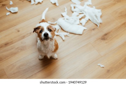 The Guilty Dog Destroyed The Pillow At Home. Jack Russell Terrier Sits Among The Remains Of A Torn Pillow. OOPS