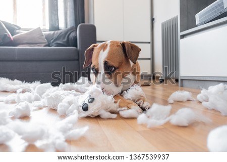 Guilty dog and a destroyed teddy bear at home. Staffordshire terrier lies among a torn fluffy toy, funny guilty look