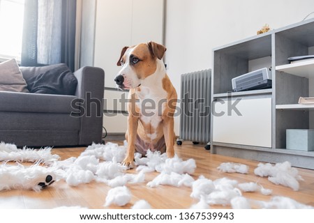 Guilty dog and a destroyed teddy bear at home. Staffordshire terrier sits among a torn fluffy toy, funny guilty look