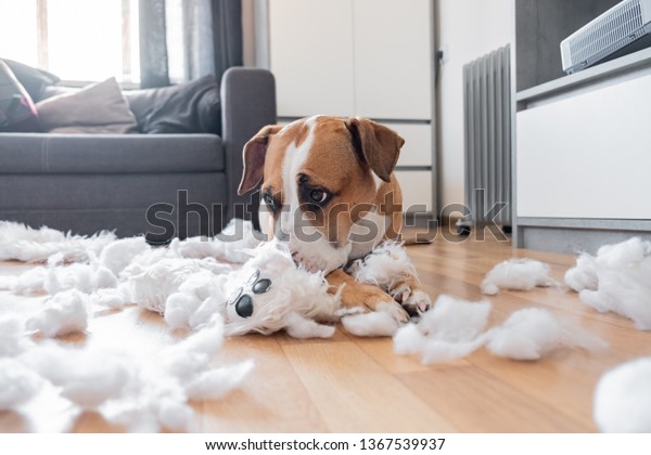 Guilty dog and\
a destroyed teddy bear at home. Staffordshire terrier lies among a\
torn fluffy toy, funny guilty\
look