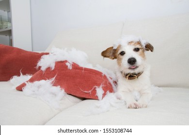 Guilty Dog Mischief. Funny Jack Russell Alone At Home After Bite And Destroy A Pillow. Separation Anxiety Concept.