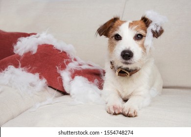 Guilty Dog Mischief. Funny Jack Russell Alone At Home After Bite And Destroy A Pillow, Sitting Over A Sofa. Separation Anxiety Concept.