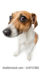 Guilty Dog On White. Unhappy Looking Jack Russel Terrier Dog. Guilty Dog Staring At The Camera.